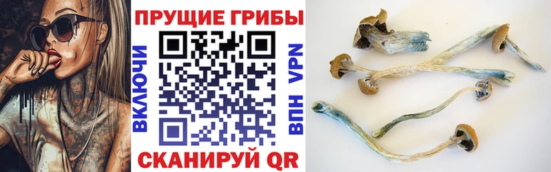 Галлюциногенные грибы Psilocybe Чебоксары
